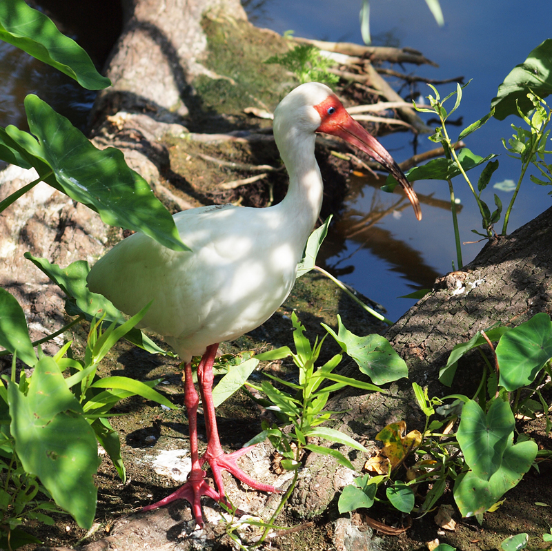 White Ibis  Olympus -   Nikon Imaging