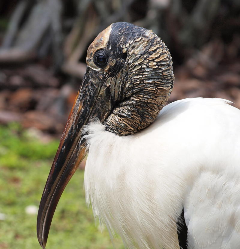 Wood Stork   Olympus  -  Nikon Imaging