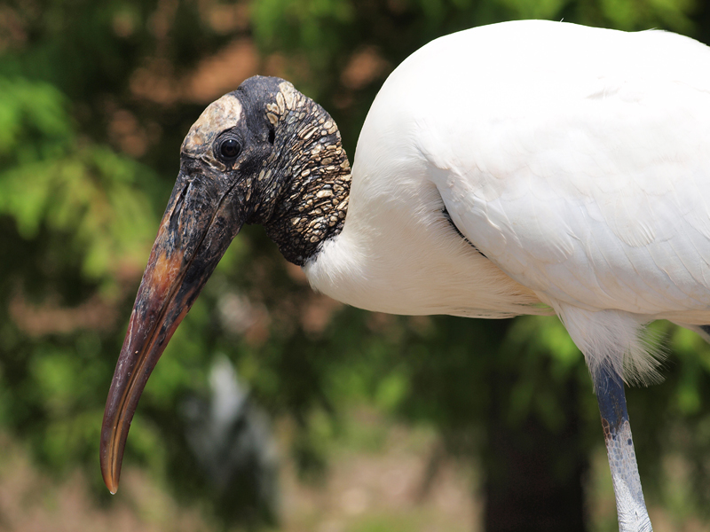 Wood stork  olympus - Nikon Imaging