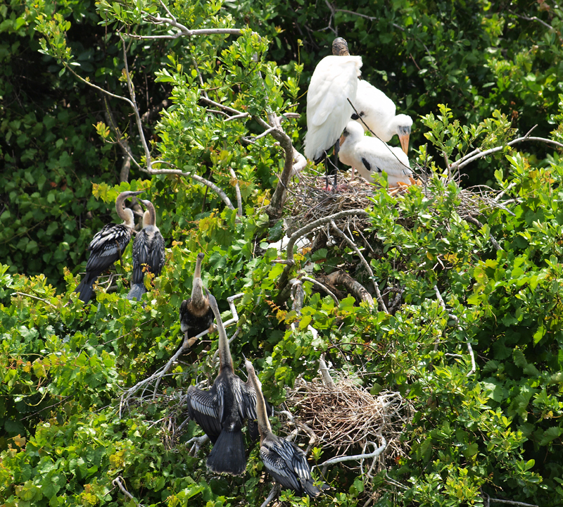 Wood stork and Anhinga nest  Olympus  - Nikon