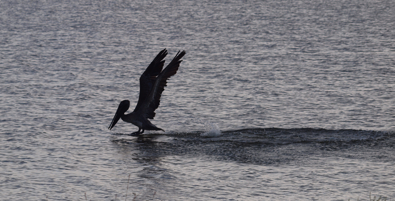 Pelican landing    Olympus - Nikon Imaging