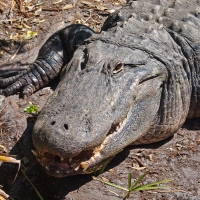 Alligator head on Olympus - Nikon Imaging