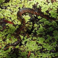 Banded Water Snake oympus - Nikon Imaging