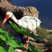 White Ibis Olympus - Nikon Imaging