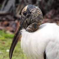 Wood Stork Olympus - Nikon Imaging