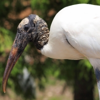 Wood stork olympus - Nikon Imaging