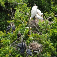 Wood stork and Anhinga nest Olympus - Nikon