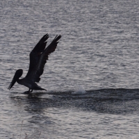 Pelican landing Olympus - Nikon Imaging