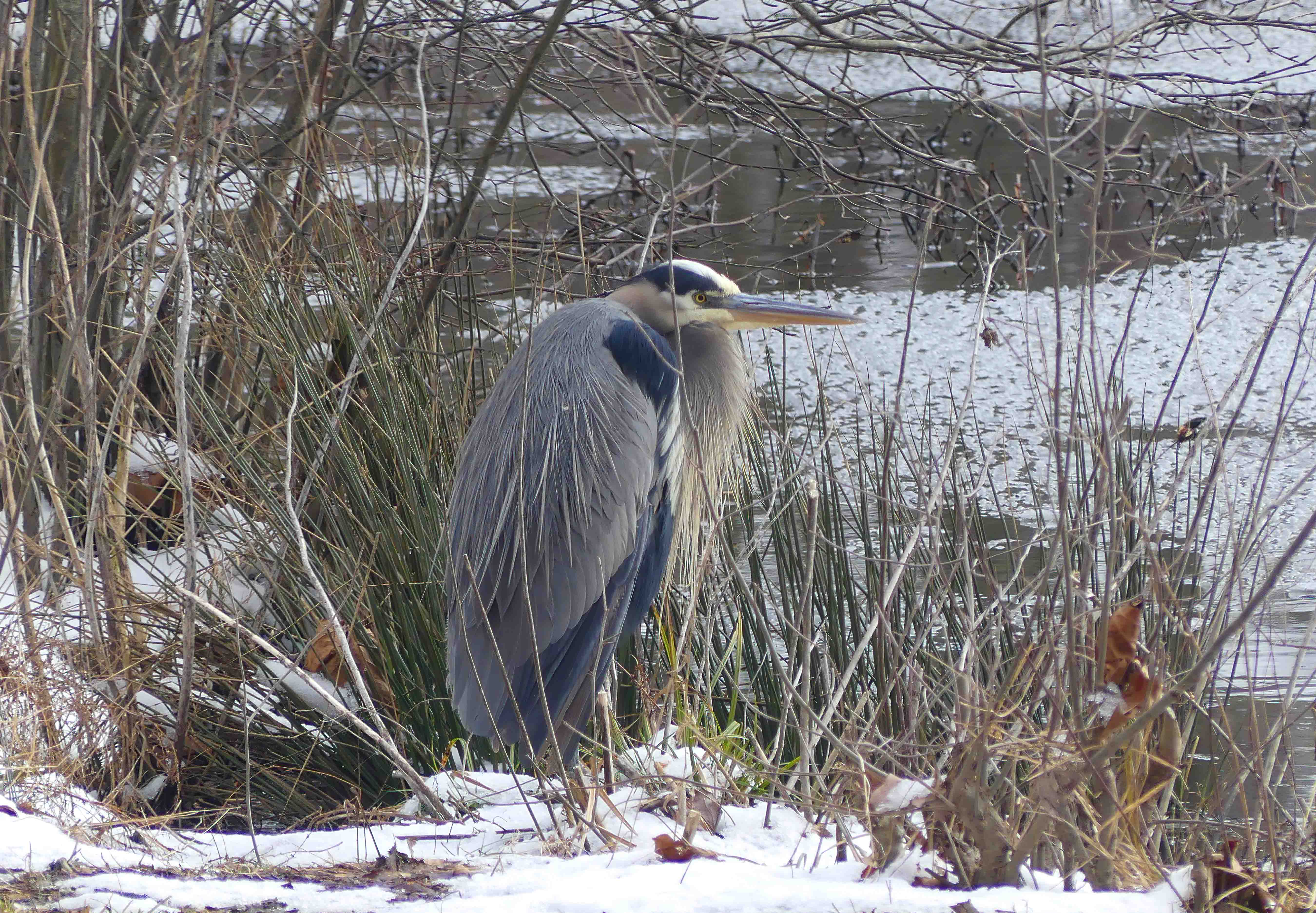 The Great Blue Heron and chillin' out