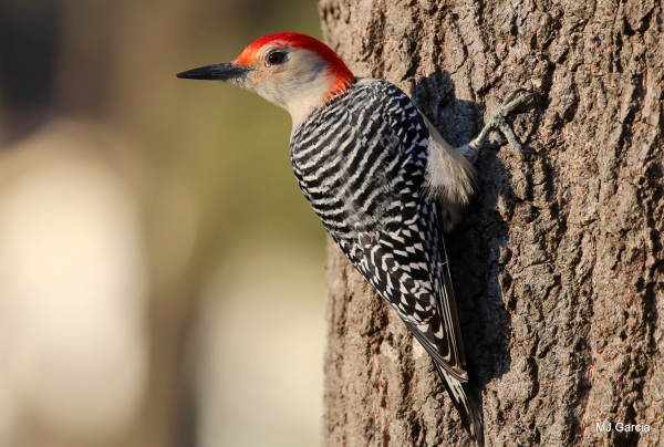 Red Bellied Woodpecker