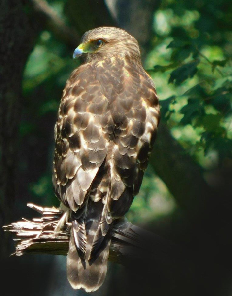 Red Shouldered Hawk