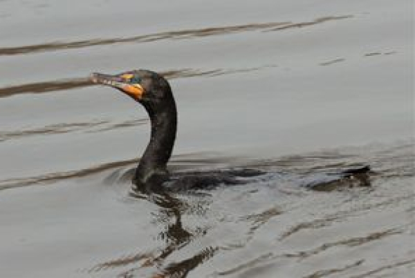 Doubled crested Cormorant