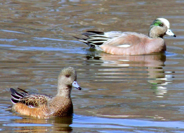 American Wigeons