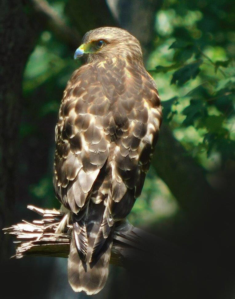 Red Shouldered Hawk