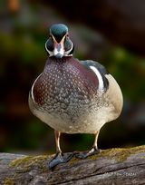 The Wood Duck