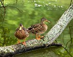 Mallard Pair