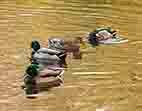 Mallard Ducks
