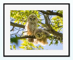 Inquisitive Baby Owls