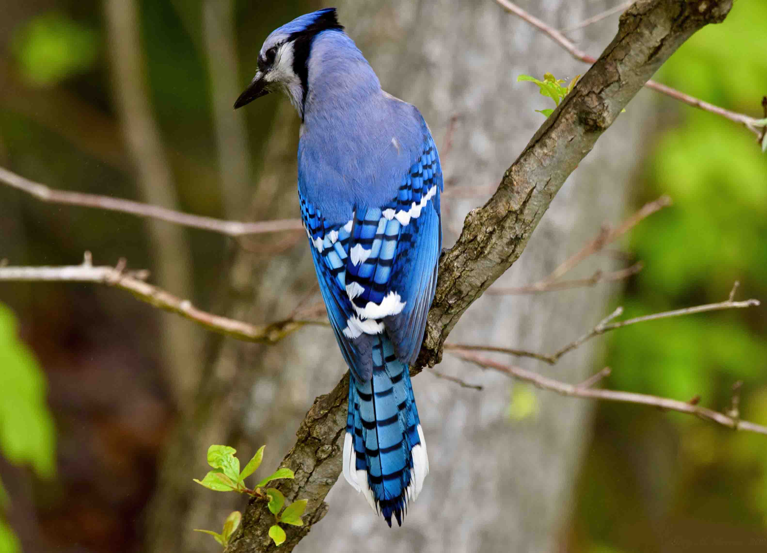 The beauty of the blues