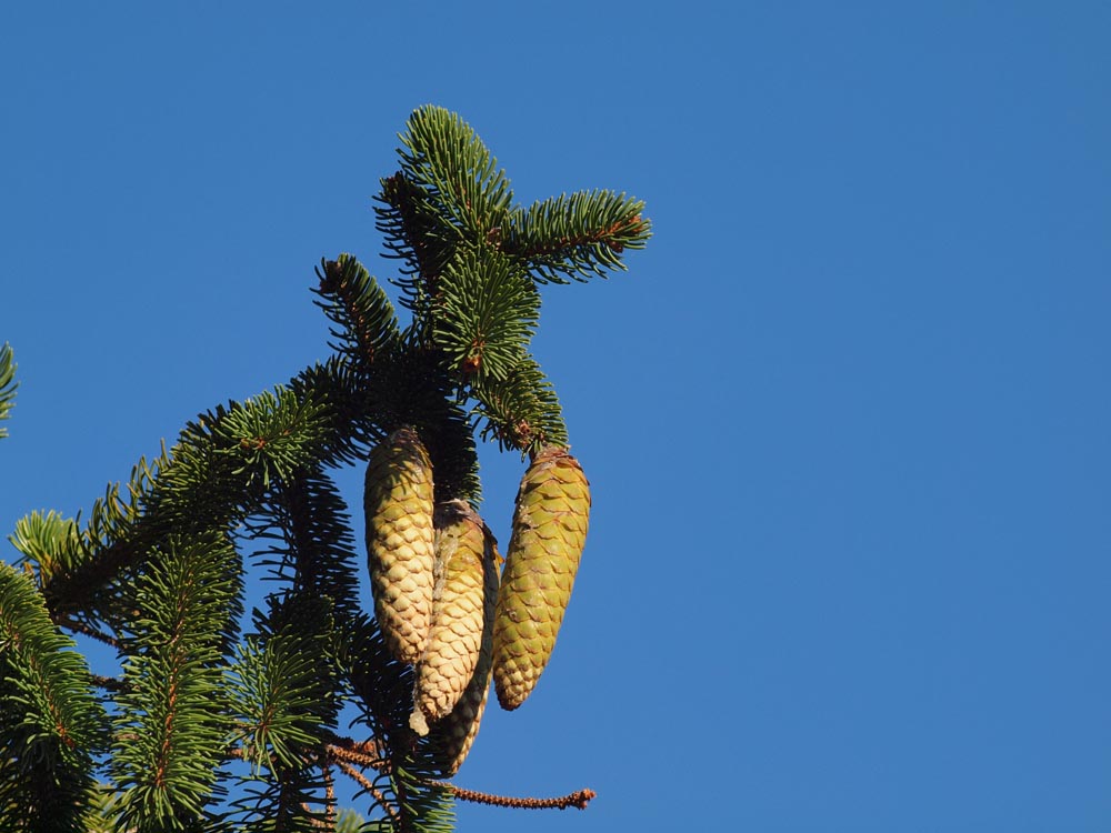 White pine cone