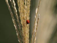 Ladybird