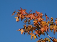 Autumn leaves