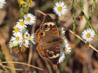Buckeye butterfly