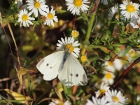 Female Cabbage White butterfly