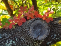 Autumn colored leaves
