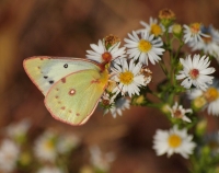 Sulphur butterfly