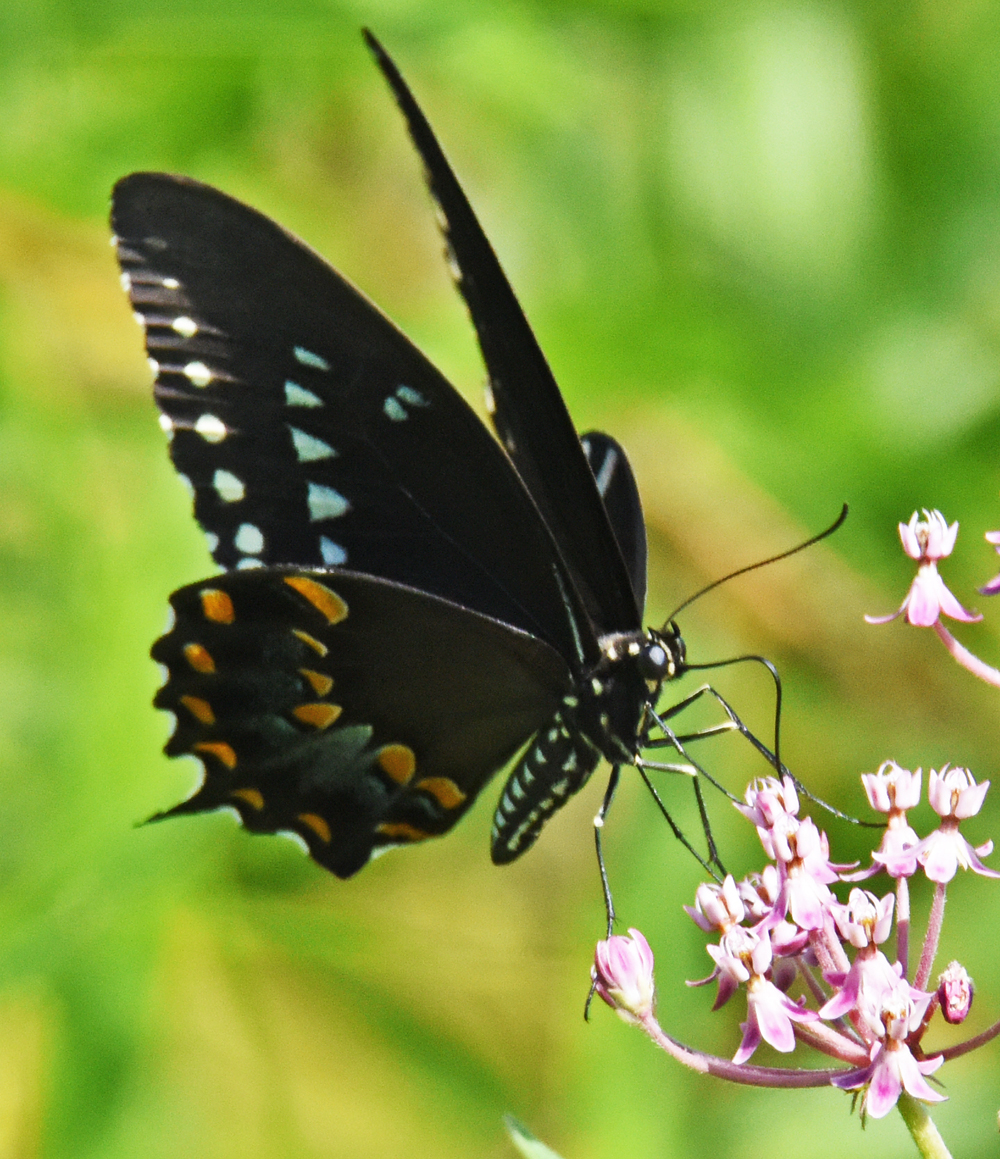 Female Tiger Swallowtail 