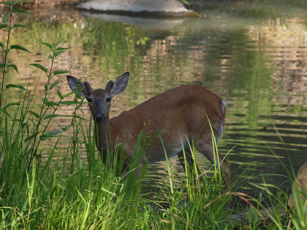White Tail Deer