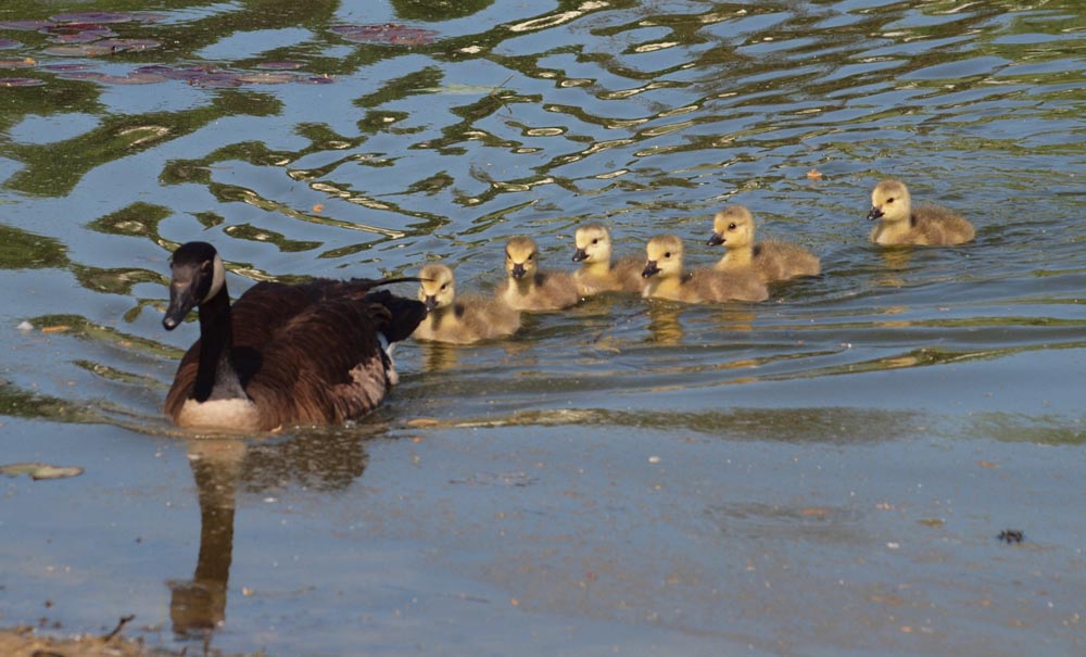 Goose and young goslings.