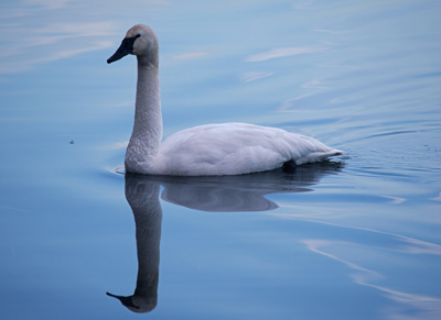 Swan in reflection