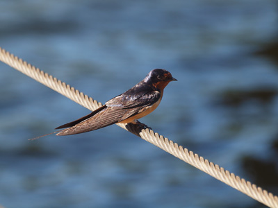 Barnswallow resting.