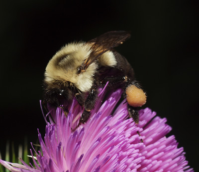 Bumble bee and thistle
