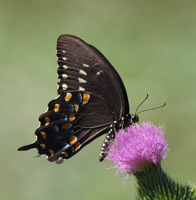 Swallowtail spicebush