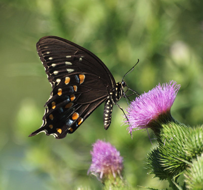 Spicebush butterfly and Thistle