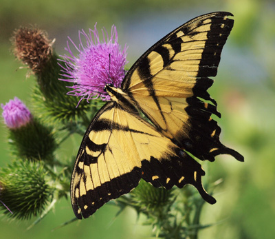 Swallowtail and Thistle