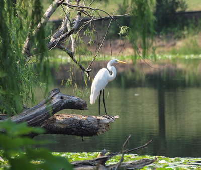 Snowy Egret at water edge