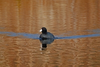 American Coot