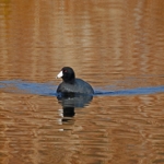 American Coot