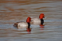 Two Redheads 