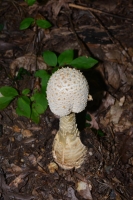 Mushroom 