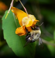 Eastern carpenter bee