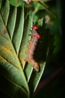 Red humped Appleworm