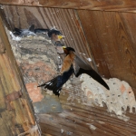 Feeding Barn Swallow
