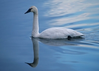 Swan in reflection