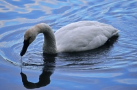 Swan in reflection 
