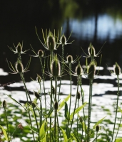 Flower in contrast light